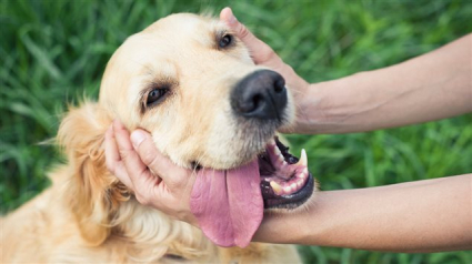 Illustration : Une étude montre que les chiens préfèrent les caresses de leur maître à la nourriture !