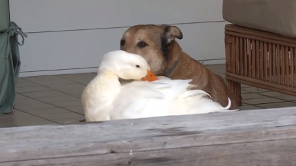 Illustration : Ce chien se laissait mourir après la disparition de son ami, jusqu’à l'arrivée d'un canard !