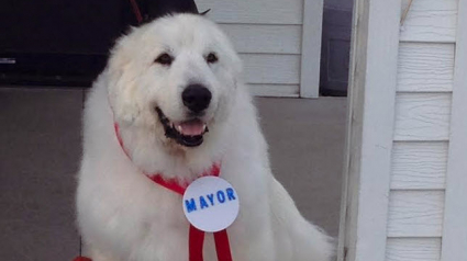 Illustration : Etats-Unis : Duke, un Chien de montagne des Pyrénées, réélu maire pour la 3e fois