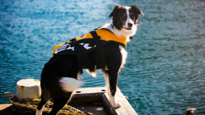 Illustration : Bailey, un Border Collie au job atypique : il chasse les mouettes du musée de Sydney !