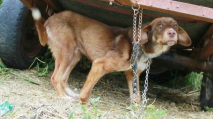 Illustration : Bulgarie : Un chien abandonné et attaché à une caravane sous prétexte d'être atteint d’une maladie contagieuse