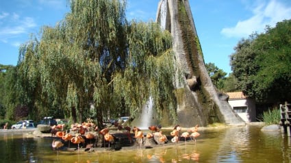 Illustration : Charente-Maritime : le zoo de la Palmyre refuse l’accès à un chien guide d’aveugle