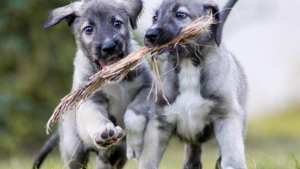 Illustration : 2 Lévriers Irlandais seraient les premiers chiens jumeaux identiques au monde ! 