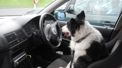 Illustration : Forges-les-Eaux (76) : Il part se promener et laisse son chien dans sa voiture en pleine canicule