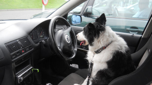 Illustration : Forges-les-Eaux (76) : Il part se promener et laisse son chien dans sa voiture en pleine canicule