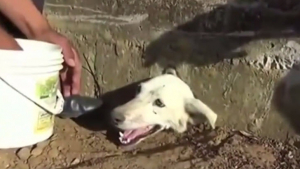 Illustration : Des Péruviens se mobilisent pour sauver un chien avec la tête coincée dans une canalisation