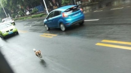 Illustration : Chine : Un chien court après un bus pendant une demi-heure pour une raison inconnue