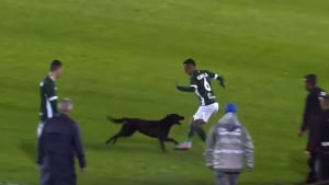 Illustration : Brésil : un chien errant fait irruption sur un terrain de football et se met à poursuivre un joueur