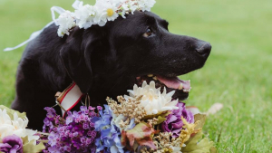 Illustration : Ce chien mourant n’aurait manqué le mariage de ses maîtres pour rien au monde !