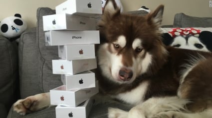 Illustration : Chine : Ivre, le fils d'un milliardaire chinois offre 8 iPhone 7 à son chien !