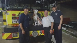 Illustration : Un chien perdu se faufile dans la caserne de pompiers et en devient la coqueluche