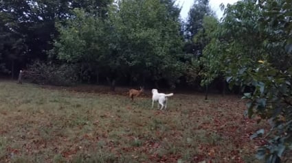 Illustration : (Vidéo) Quand un chien et un chevreuil se rencontrent pour la première fois