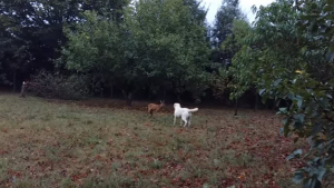 Illustration : (Vidéo) Quand un chien et un chevreuil se rencontrent pour la première fois