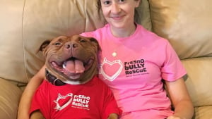 Illustration : 8 photos d'un Pitbull qui n'a plus perdu son sourire depuis son adoption !