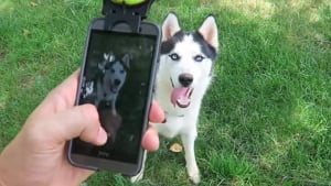 Illustration : 7 gadgets pour chiens testés par un Youtubeur !