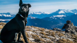 Illustration : Hongrie : Un chasseur tue le chien d'un couple français et jette son corps dans le Danube ?