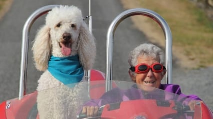 Illustration : Miss Norma, la super mamie qui sillonnait les routes avec son chien, est décédée