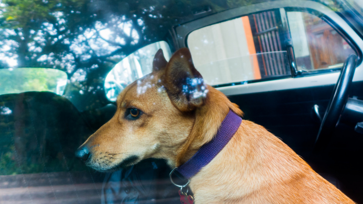 La peur des voitures chez le chien : l'aider à la surmonter
