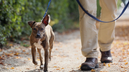 Illustration : Promener son chien procure un sentiment de sécurité accru 