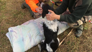 Illustration : Pas-de-Calais : les pompiers portent secours à un chien tombé dans un puits de 16 m de profondeur