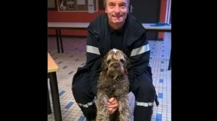 Illustration : Dunkerque : les pompiers sauvent un chien de la noyade et l’hébergent, en attendant ses propriétaires