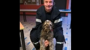 Illustration : Dunkerque : les pompiers sauvent un chien de la noyade et l’hébergent, en attendant ses propriétaires