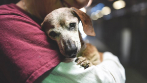 Illustration : Âgée et aveugle, cette chienne de refuge a droit à un nouveau départ grâce à une photo