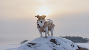 Illustration : Le manteau pour chien