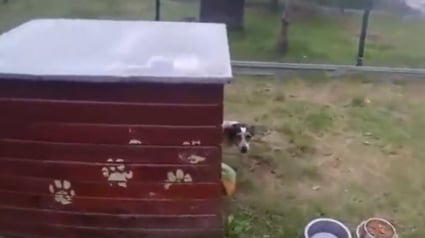 Illustration : Longtemps enfermée dans une cage, cette chienne réapprend à marcher librement