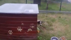 Illustration : Longtemps enfermée dans une cage, cette chienne réapprend à marcher librement