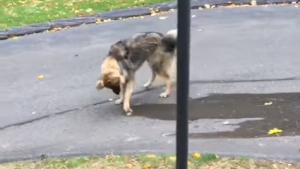 Illustration : Vidéo : ce chien s’est donné pour mission de stopper l’écoulement d'eau !