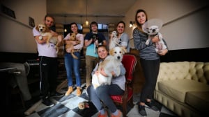 Illustration : Lille va avoir son premier Dog Café : le WAF !