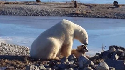 Illustration : Magnifique scène d’amitié entre un ours polaire et un chien attaché au Canada