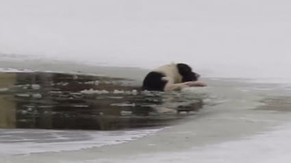 Illustration : Russie : un homme brave le froid pour sauver un chien tombé dans l’eau glacée