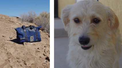 Illustration : Un chien abandonné dans un sac, en plein désert californien