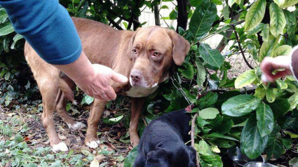 Illustration : Belgique : Une chienne abandonnée et attachée avec un collier étrangleur