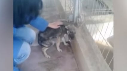 Illustration : Terrifiée, une jeune chienne hurle en étant caressée pour la première fois !