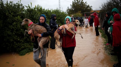 Illustration : Pluies diluviennes en Espagne : un homme sauve son chien en le portant jusqu’à un hélicoptère