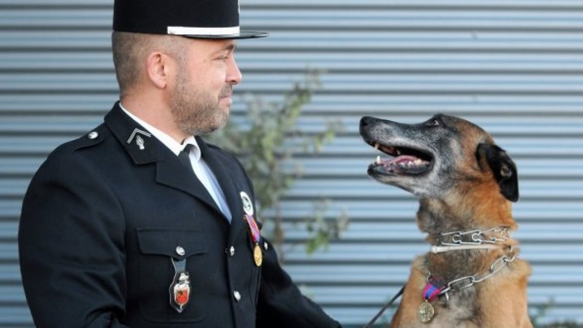 Illustration : "Ertone, chien-gendarme, reçoit la médaille de la défense nationale"