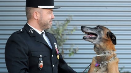 Illustration : Ertone, chien-gendarme, reçoit la médaille de la défense nationale