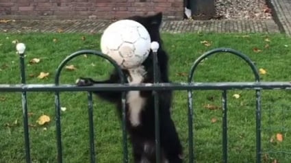 Illustration : La technique ingénieuse d'une chienne pour jouer à la balle avec les passants !