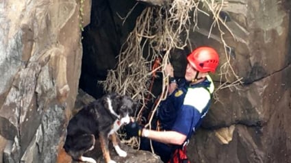 Illustration : Australie : la police porte secours à une chienne bloquée au bord d’un fleuve