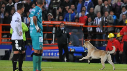 Illustration : Insolite : Un chien fait irruption sur un terrain de football au Mexique