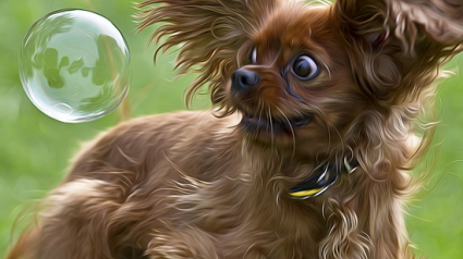 Illustration : Vous adorez les bulles ? Les chiens aussi ! La preuve en 17 images