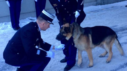 Illustration : Chéops, chien de la gendarmerie de Haute-Savoie, décoré pour sa brillante carrière