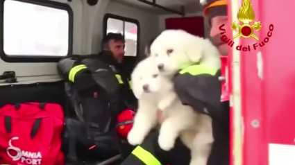 Illustration : 3 chiots ont miraculeusement survécu à l'avalanche meurtrière en Italie