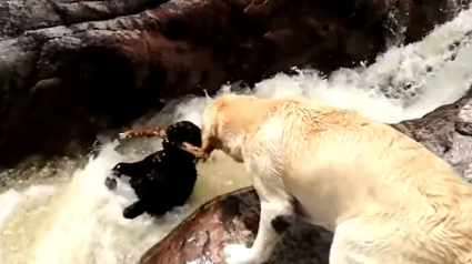 Illustration : Argentine : Un chien emporté par le torrent d'une rivière, sauvé par son congénère Labrador