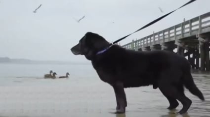 Illustration : Après 15 années enchaîné, ce chien voit la plage pour la première fois de sa vie