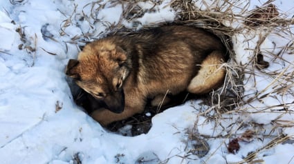 Illustration : Canada : un chiot blessé a passé 12 heures à attendre d’être secouru