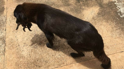 Illustration : Brésil : Une chienne retrouve un chiot abandonné en fouillant dans les poubelles